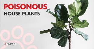House Plants That Are Poisonous To Dogs