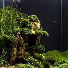 bog wood carpeting live aquarium plants