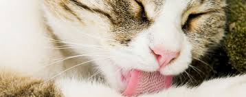 We'll explain why most cases of foam vomiting. Sticky Situation How To Deal With Cat Hairballs Hartz
