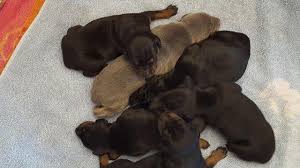 High to low nearest first. Ckc Doberman Puppies For Sale In Kalamazoo Michigan Classified Americanlisted Com