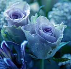 roses pretty flowers blue hd