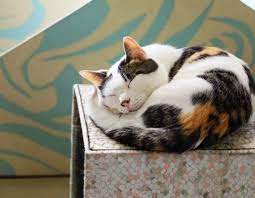 猫の寝る場所でわかる飼い主への気持ちとは？急な寝場所の変化は危険かも – IDOG&ICAT