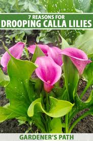 7 reasons for drooping calla lilies