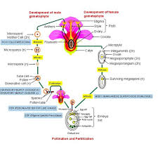 This is because a flower's main function is to reproduce so that the plant the male reproductive parts of a flower are much simpler than the female ones. Structure Of Reproductive Organs And The Sequence Of Events Involved In Download Scientific Diagram