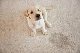 how to remove pet stains and odors