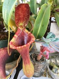 Why You Will Soon Be Obsessed With Nepenthes Pitcher Plants