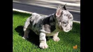 Ready for your french bulldog puppy? Rare Merle French Bulldog Youtube