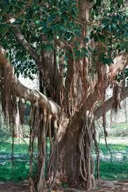 Growing A Banyan Tree Gardening Know How