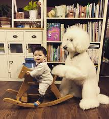 かわいい おしゃれまとめの人気アイデア pinterest えりりん ふわふわの犬 犬 赤ちゃん かわいいペット