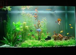 aquarium plants for the vibrant fishes