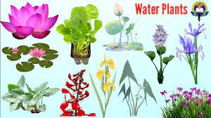 water plants voary aquatic