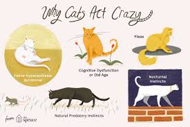 reasons why your cat acts crazy and how