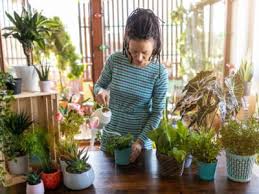 Common Houseplant Mistakes Problems