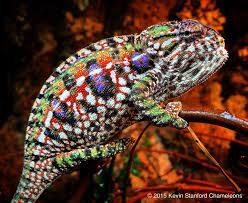 female 1 chameleon breeder podcast