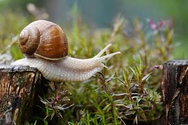 the lowdown on snails in your garden