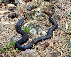 Snakes Of Australia Wikipedia