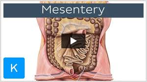 mesentery anatomy functions and