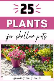 Plants For Shallow Pots And Containers
