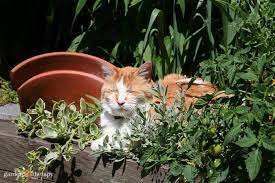 Keep Cats Out Of Your Yard Naturally