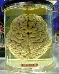 水槽の脳 - アンサイクロペディア