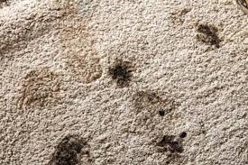 deep cleaning carpet what carpet