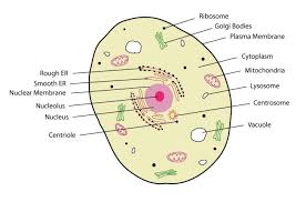 Microscopic organisms typically consist of a single cell, which is either eukaryotic or prokaryotic. Eukaryotic Cell Structure Sciencetopia