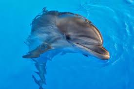 dolphin isted therapy benefits and