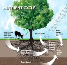 Carbon Cycle Nitrogen Cycle