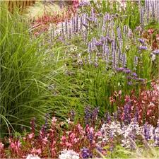 Hardy Perennials Perfect For Beds And