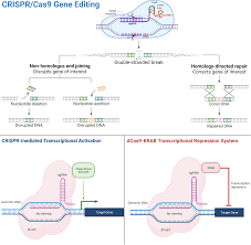 crispr cas ated cancer therapy