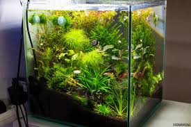 Aquarium home 40 led is een product van superfish. Nano 40l Flowgrow Aquascape Aquarium Database