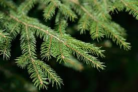 norway spruce plant care and growing guide