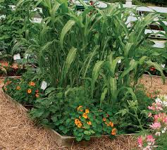 Edible Planting Designs