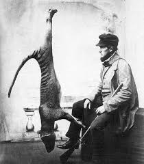 Extinction of thylacine | national museum of australia. Remembering The Tasmanian Tiger 80 Years After It Became Extinct Smart News Smithsonian Magazine