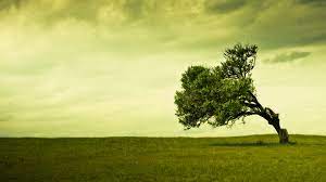 70 tree background images