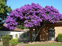 This is not a commercial page. Free Photo Purple Flowering Tree Backyard Floweringtree Springflowers Free Download Jooinn
