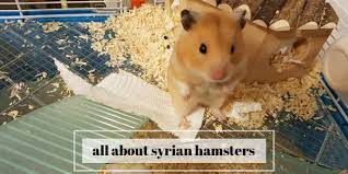syrian hamster 101 breed info and