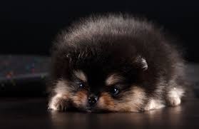 black and tan teacup pomeranian sits ... | Teacup pomeranian, Cute animals  puppies, Puppies