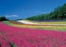 top 9 gorgeous hokkaido flowers spots