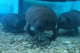 The Bishop Museum of Science and Nature Welcomes New Manatees – Sarasota  Scene Magazine