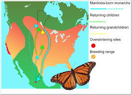 Biology Of The Monarch Butterfly Danaus Plexippus