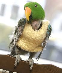 Image result for cats wearing sweaters