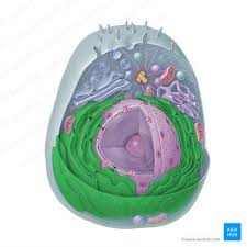 organelas celulares estrutura e função