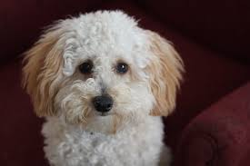 toy poodle in india with monthly