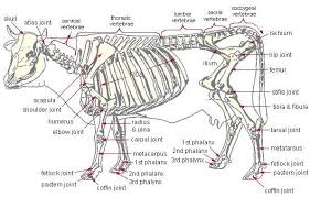 Anatomy Cow Skeleton Cattle Cow Skeleton Large Animal