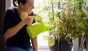 Best Conditions For Feng Shui House Plants