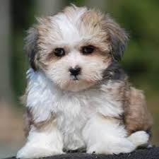 Before you take a look at the teddy bear puppies for sale below, you need to know a little bit more about each breed. Teddy Bear Puppy Teddy Bear Breed Information