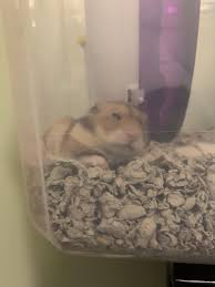 cute hamsters nap hamster