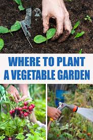 Where To Plant A Vegetable Garden
