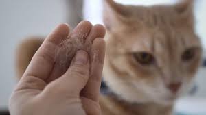 why is my cat losing hair 9 causes